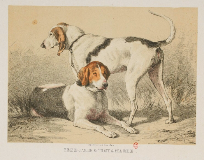 Chien de La Débutrie par J. Gélibert - Tiré de l'Exposition du Bois de Boulogne (1863) - Journal des chasseurs